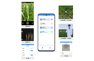 泰安市小麦亩穗数分析仪IN-XM02