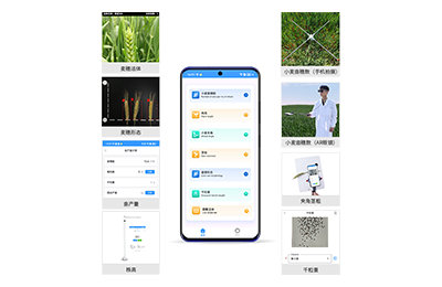 泰安市小麦表型测量仪IN-XM05